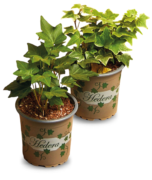 Kwiat Hedera don 9cm szt. mix widok 2