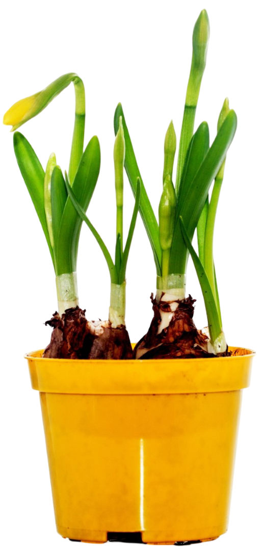 Kwiat Narcyz don 8,5cm szt widok główny