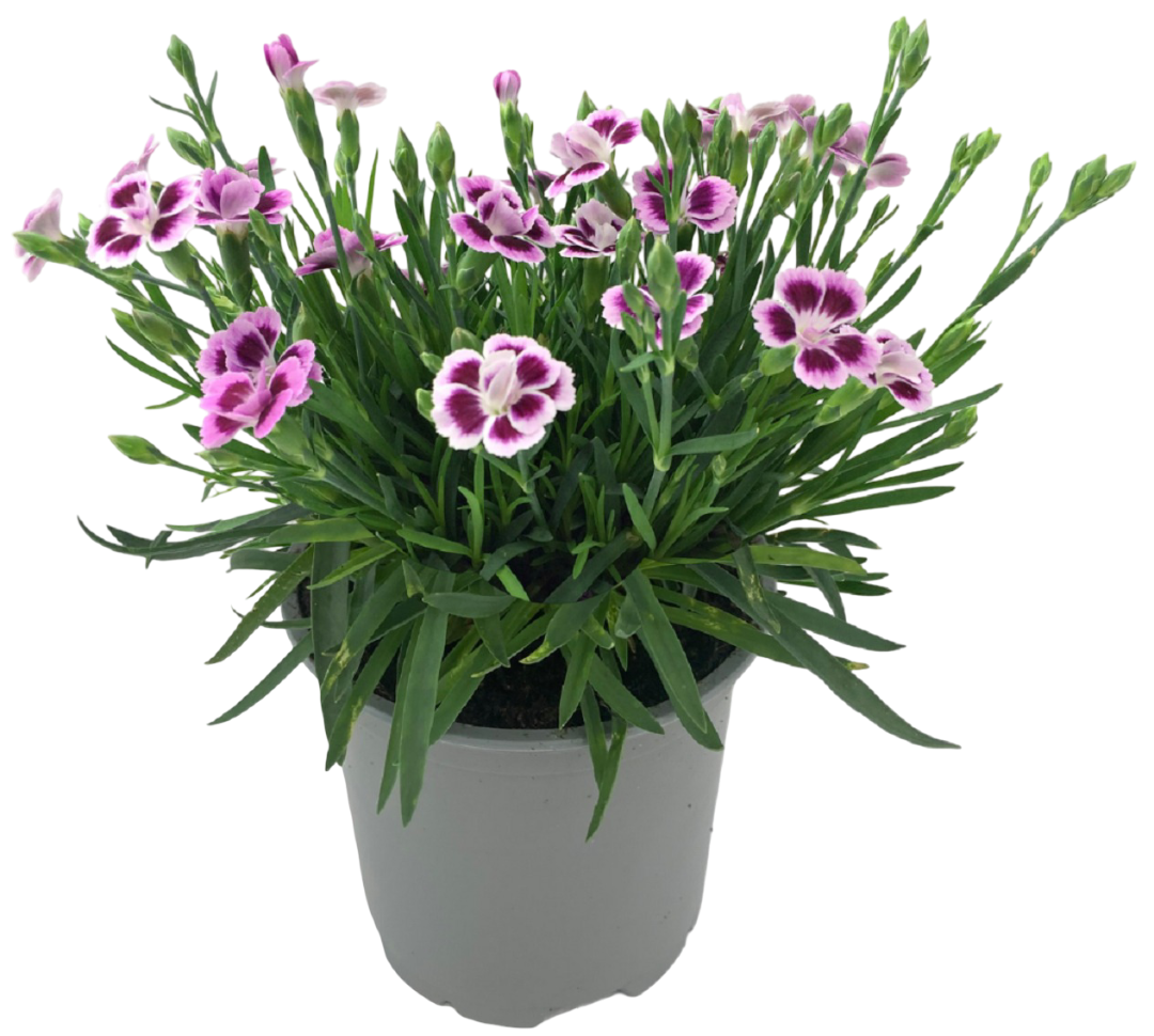 Kwiat Goździk don 12cm szt widok 1