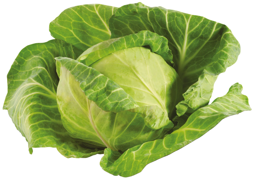 Kapusta młoda szt widok główny 