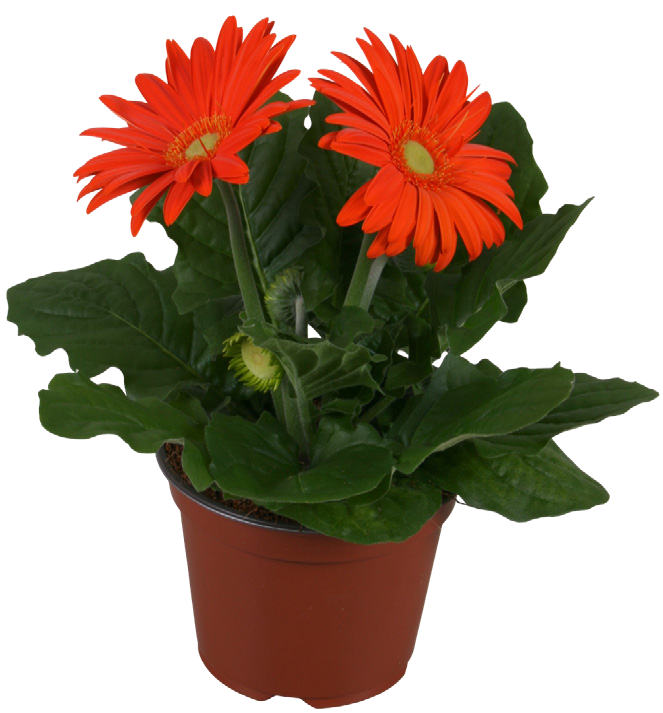 Kwiat Gerbera don 12cm szt widok główny