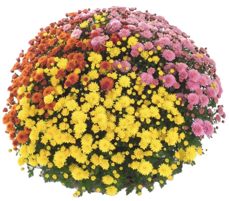 Kwiat Chryzantema drobnokwiatowa trio don 21cm szt widok główny 