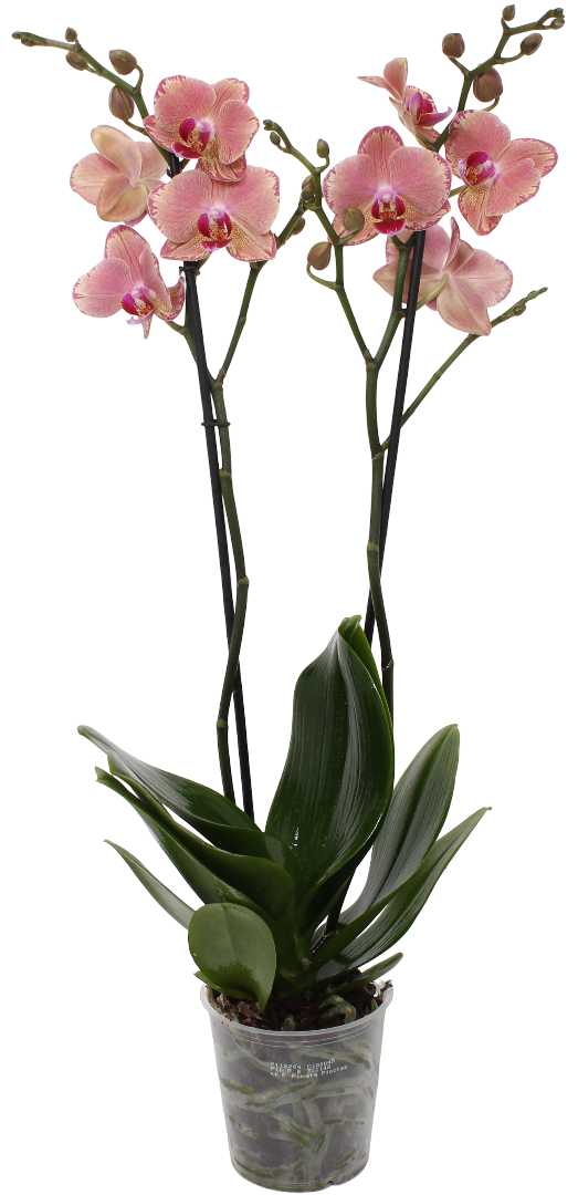 Kwiat Storczyk 2-pęd don 12cm szt widok 1