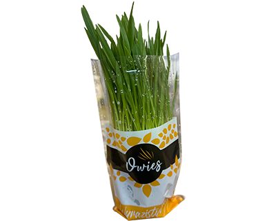 Owies doniczka szt widok 1