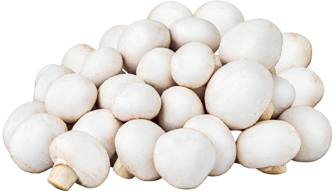 Pieczarka widok 1