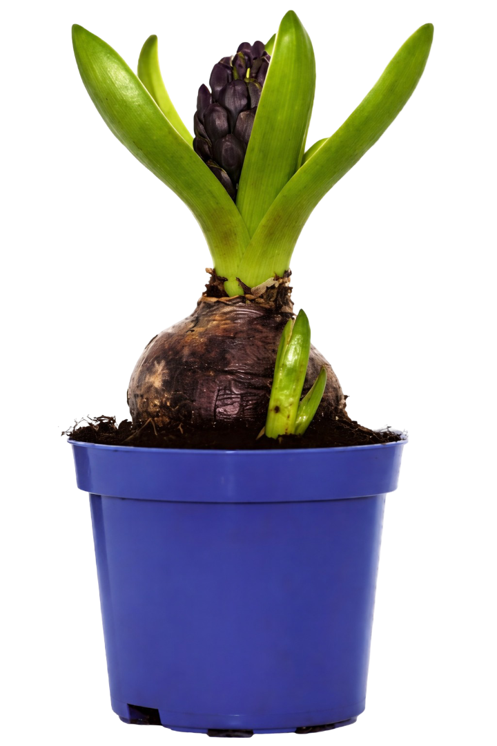 Kwiat Hiacynt don 8,5cm szt widok główny 