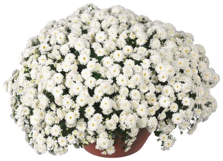 Kwiat Chryzantema drobnokwiatowa don 21cm szt. widok 1