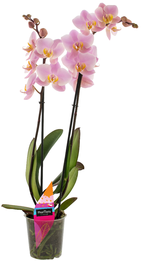 Kwiat Polski Storczyk 2-pędowy don 12cm szt widok główny 
