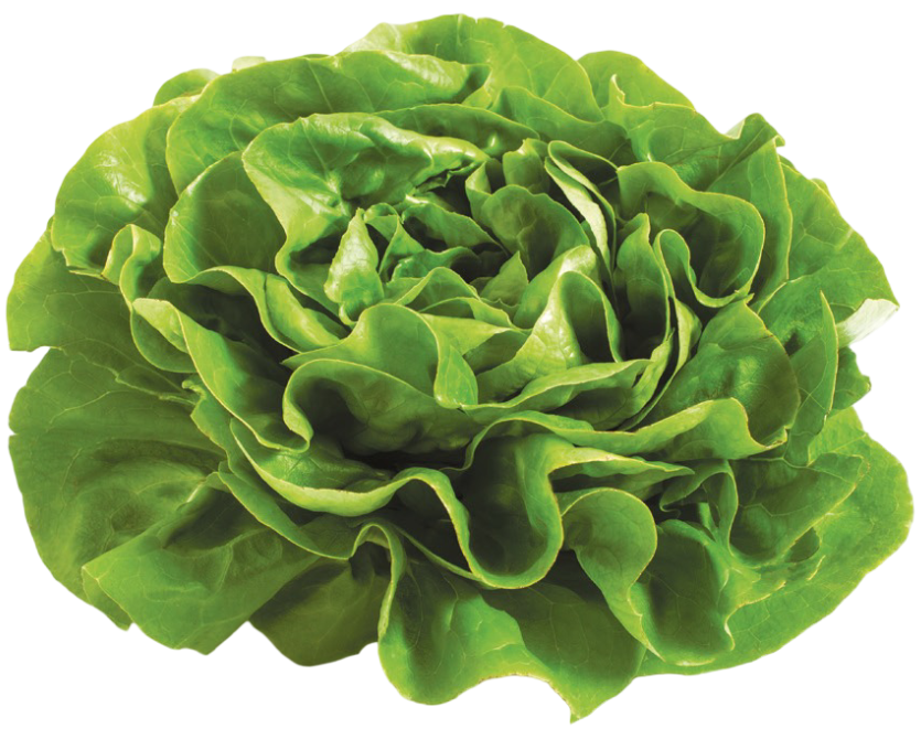 Sałata masłowa widok 1