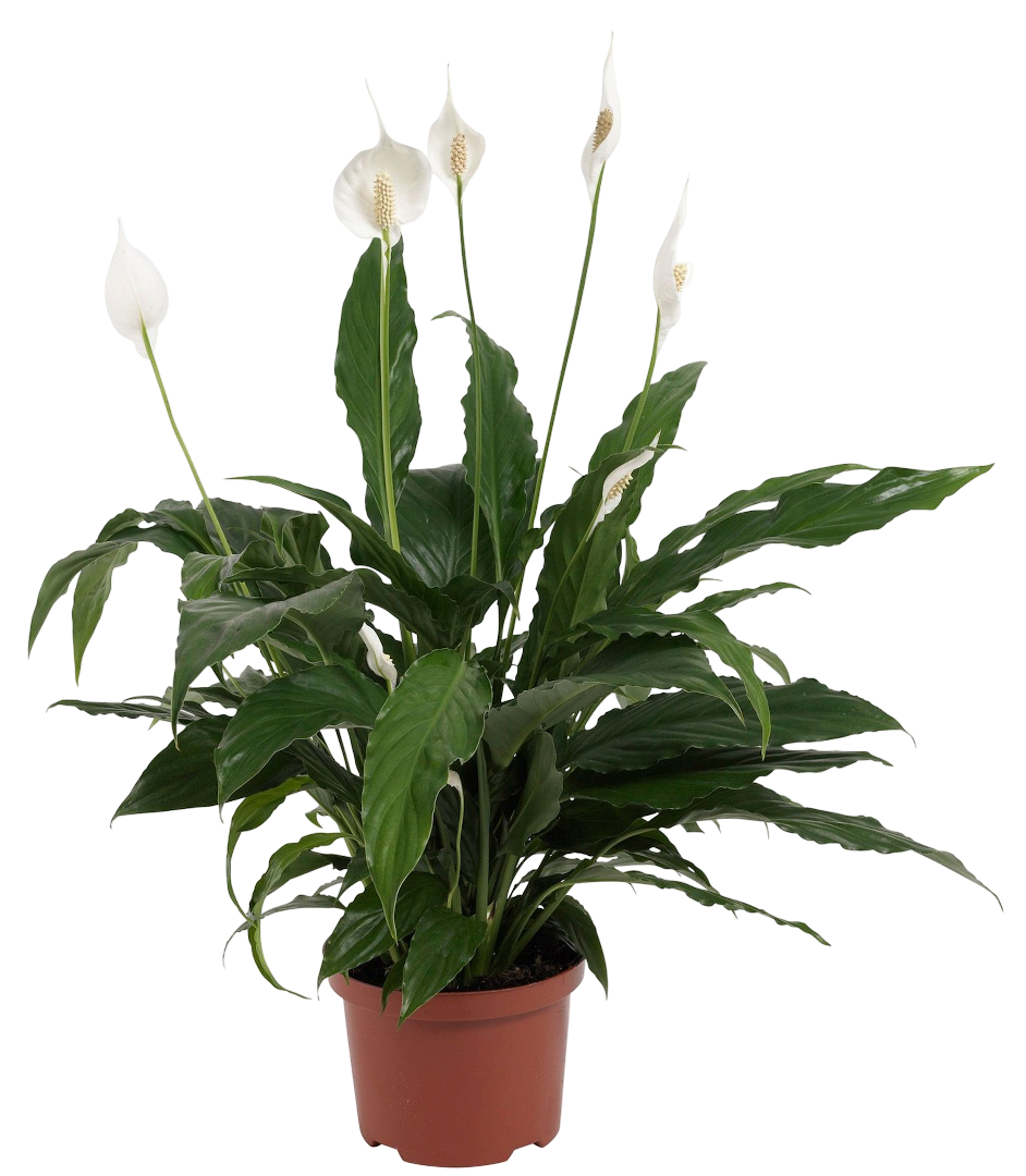 Kwiat Skrzydłokwiat don 17cm szt widok 1