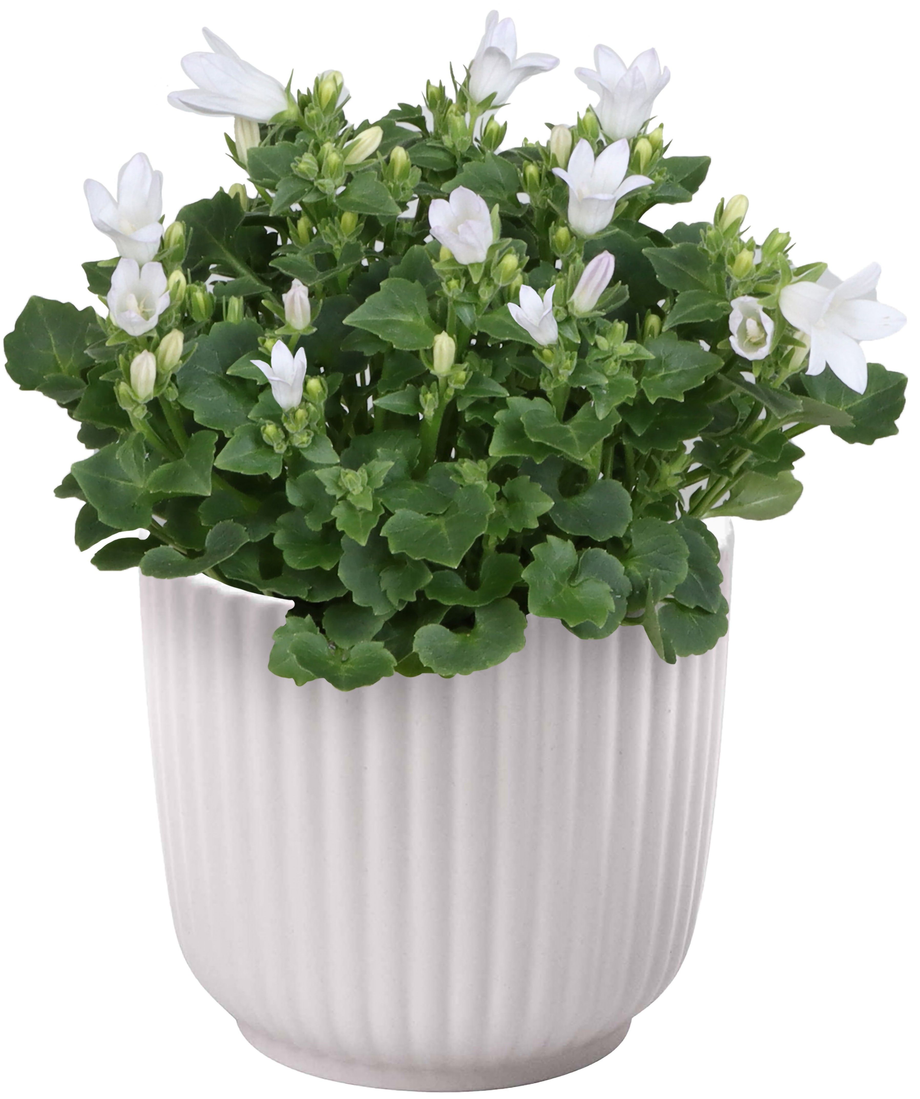 Kwiat Rośliny kwitnące w ceramice don 6cm szt widok 1