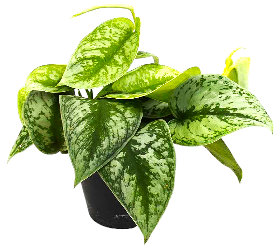 Kwiat Scindapsus don 10,5cm szt widok główny 