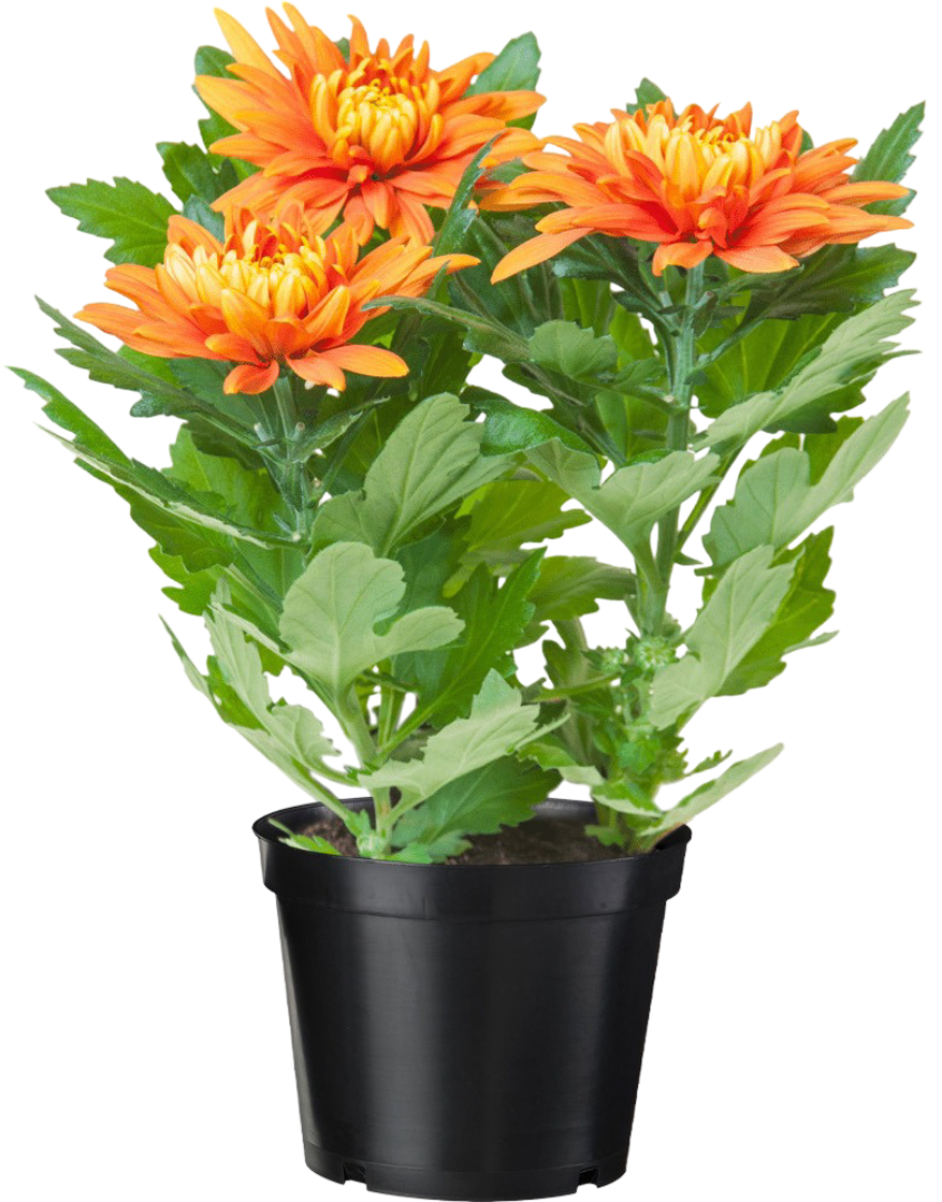 Kwiat Chryzantema don 12cm szt widok 1