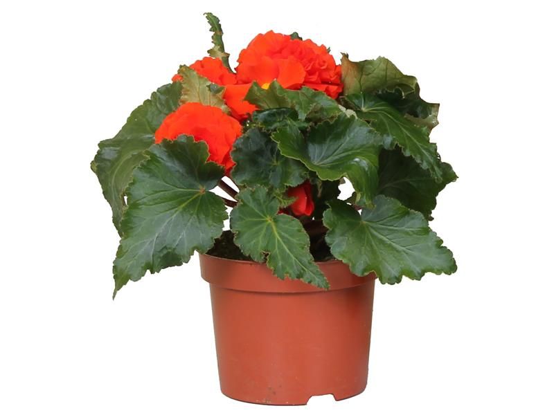 Kwiat Begonia bulwiasta don 10,5cm szt. widok główny 