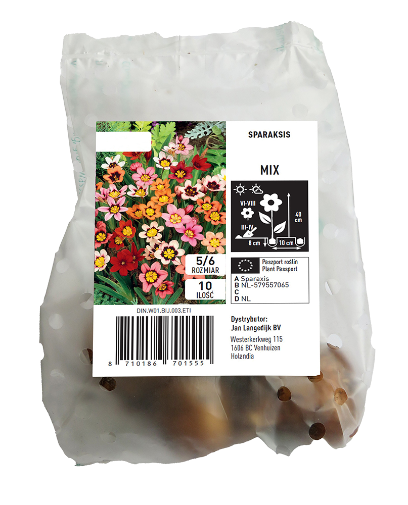 Cebula kwiatowa Sparaksis mix 10szt widok 1