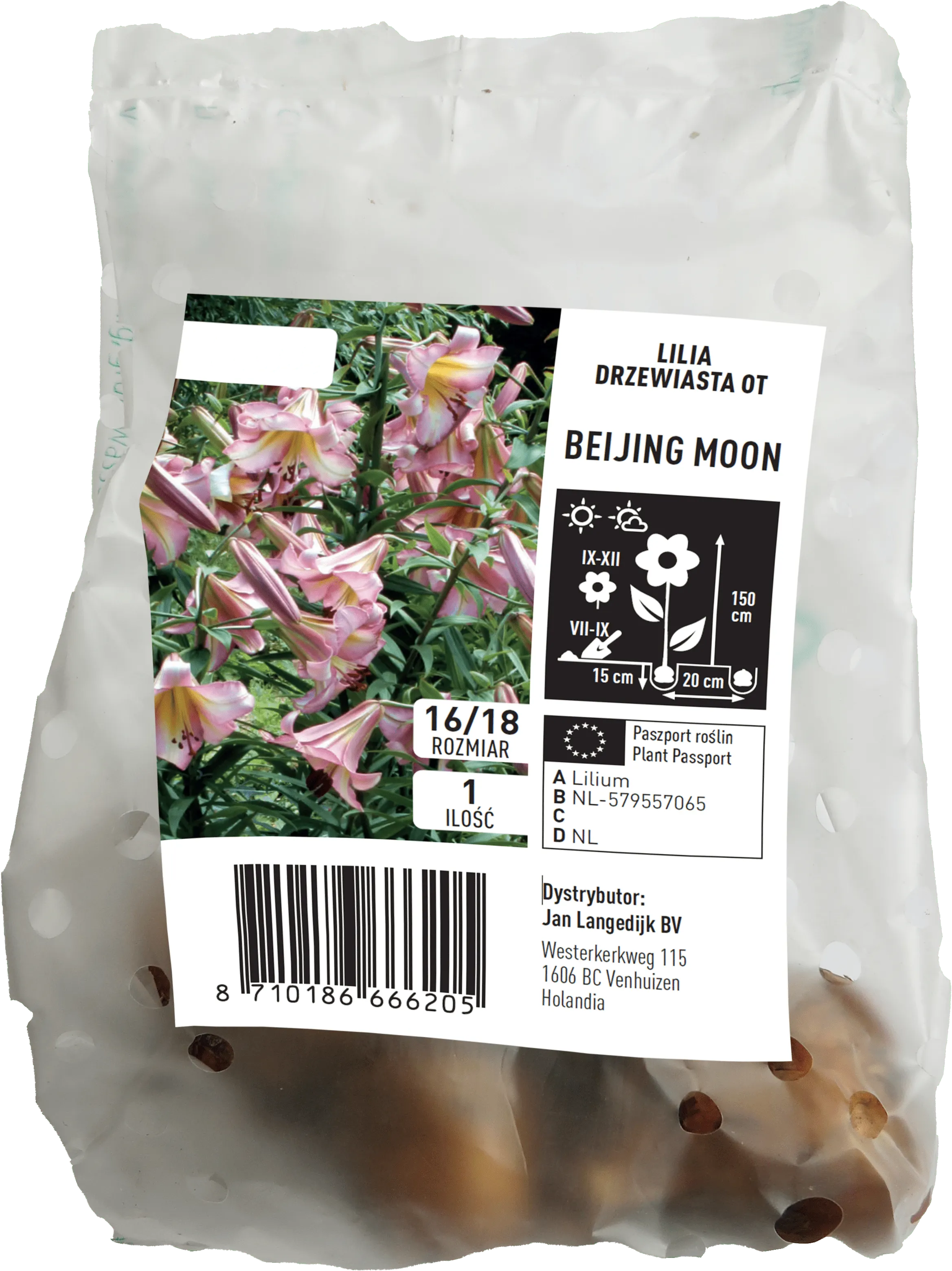 Cebula kwiatowa Lilia drzewiasta Beijing Moon szt widok 1