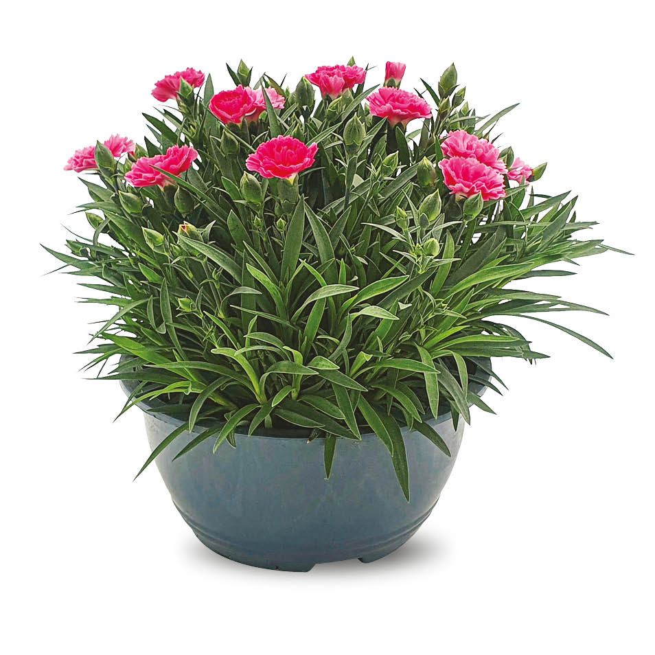 Kwiat Goździk misa don 19cm szt. widok 1