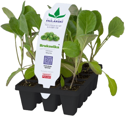 Rozsada Brukselka 10-pak szt widok 1