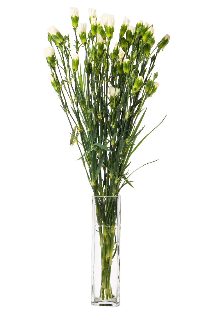 Kwiat bukiet Goździk wielkokwiatowy 10szt widok 4