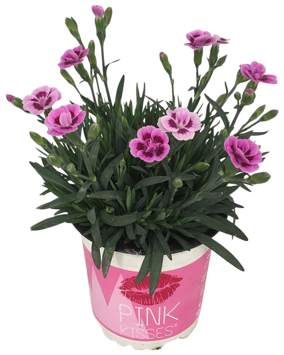 Kwiat Goździk Pink Kisses don 10,5cm szt. widok główny 