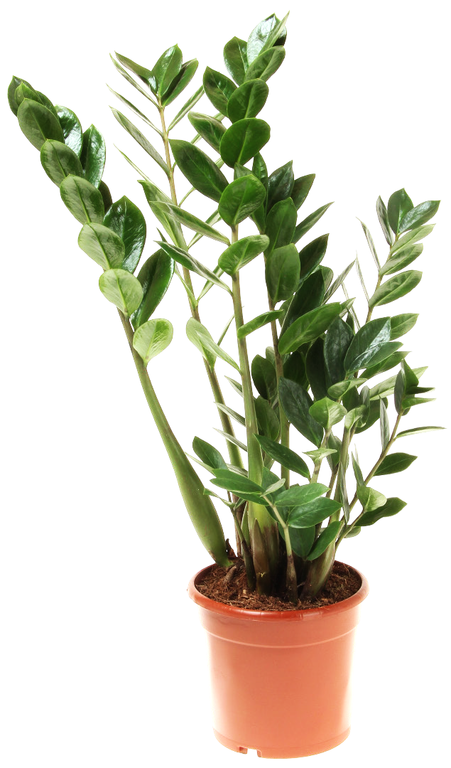 Kwiat Zamioculcas don 17cm szt widok główny