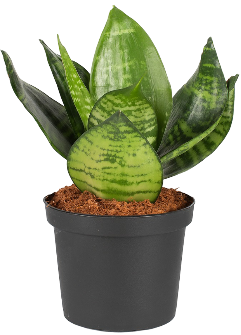 Kwiat Sansevieria hahnii don 6cm szt widok główny 