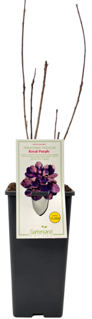 Krzew Perukowiec royal purple don C2 szt widok 1