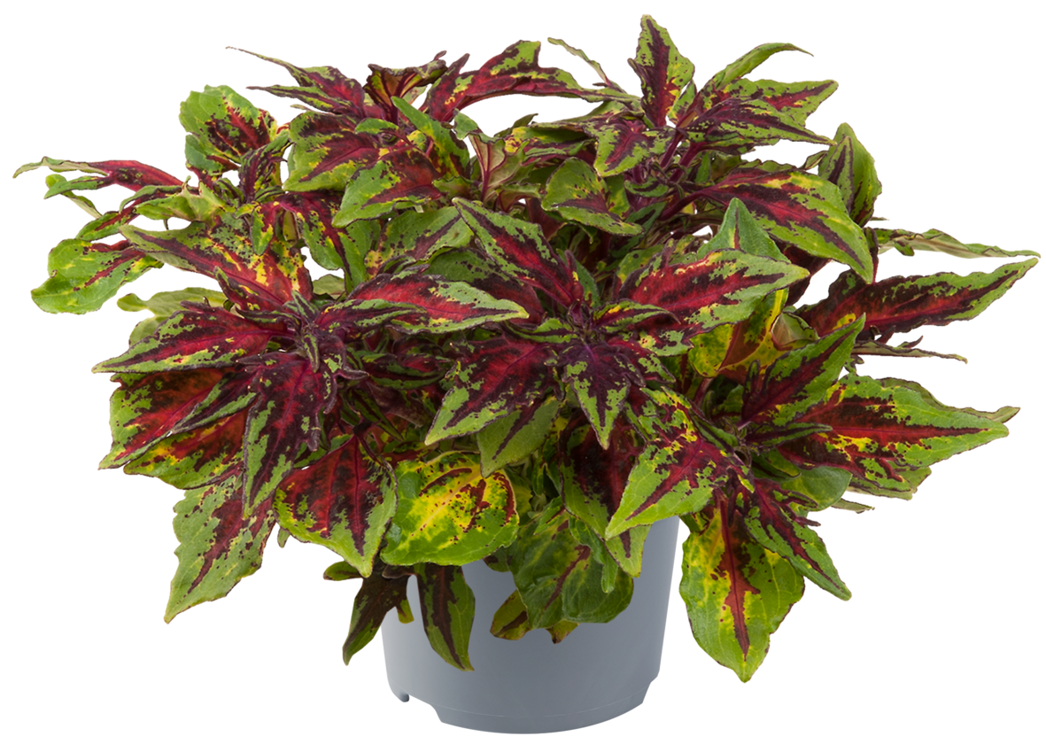 Kwiat Coleus don 11cm szt widok 1