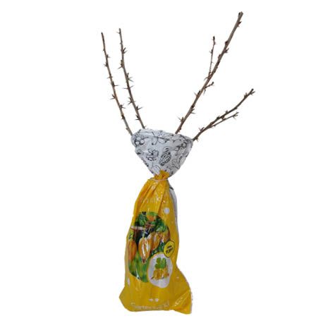 Krzew owocowy Agrest żółty balot szt. widok 1