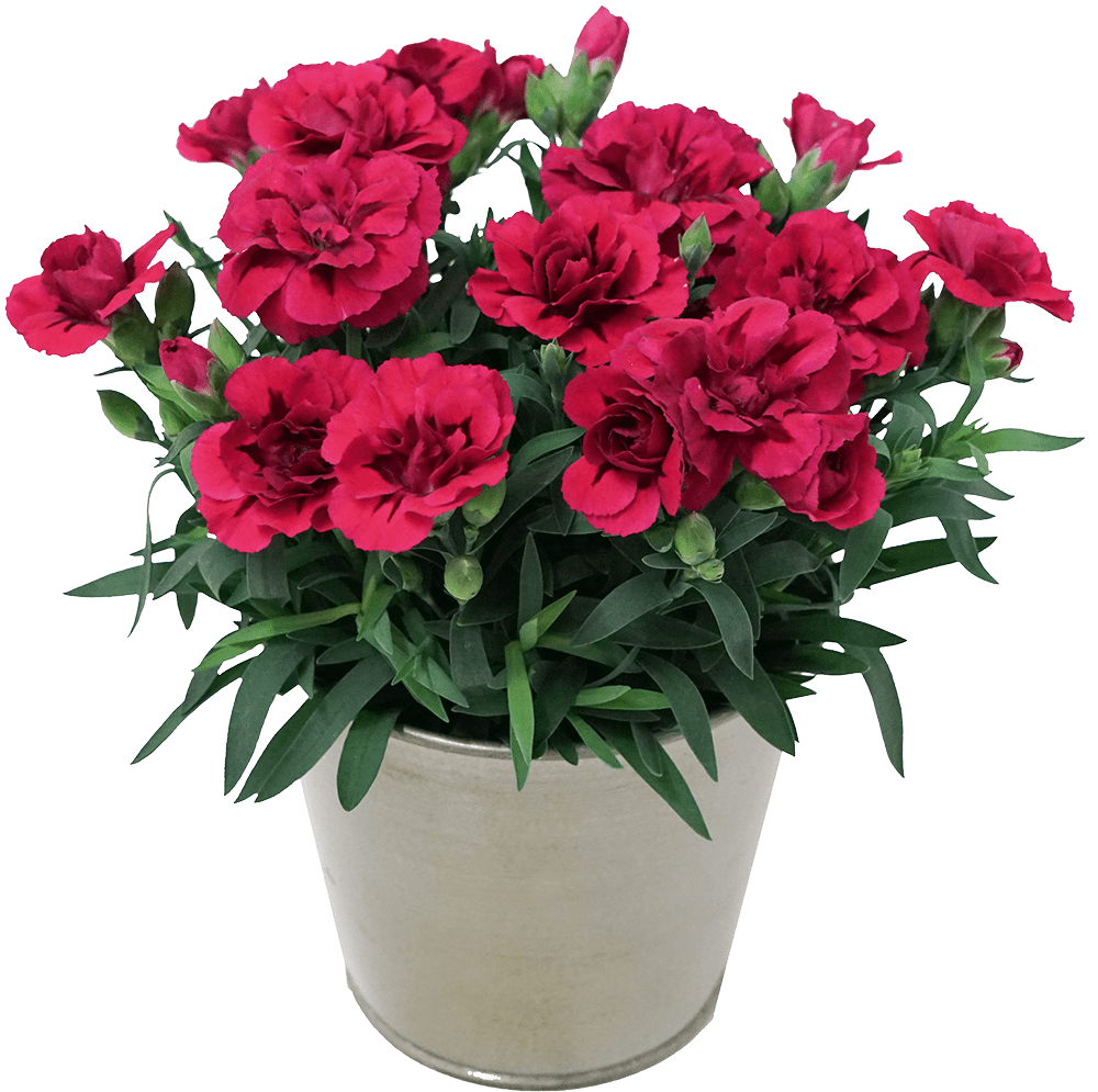 Kwiat Goździk don 11cm szt widok 1