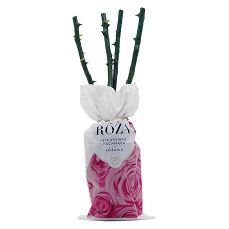 Krzew Róża pachnąca różowa balot szt widok 1