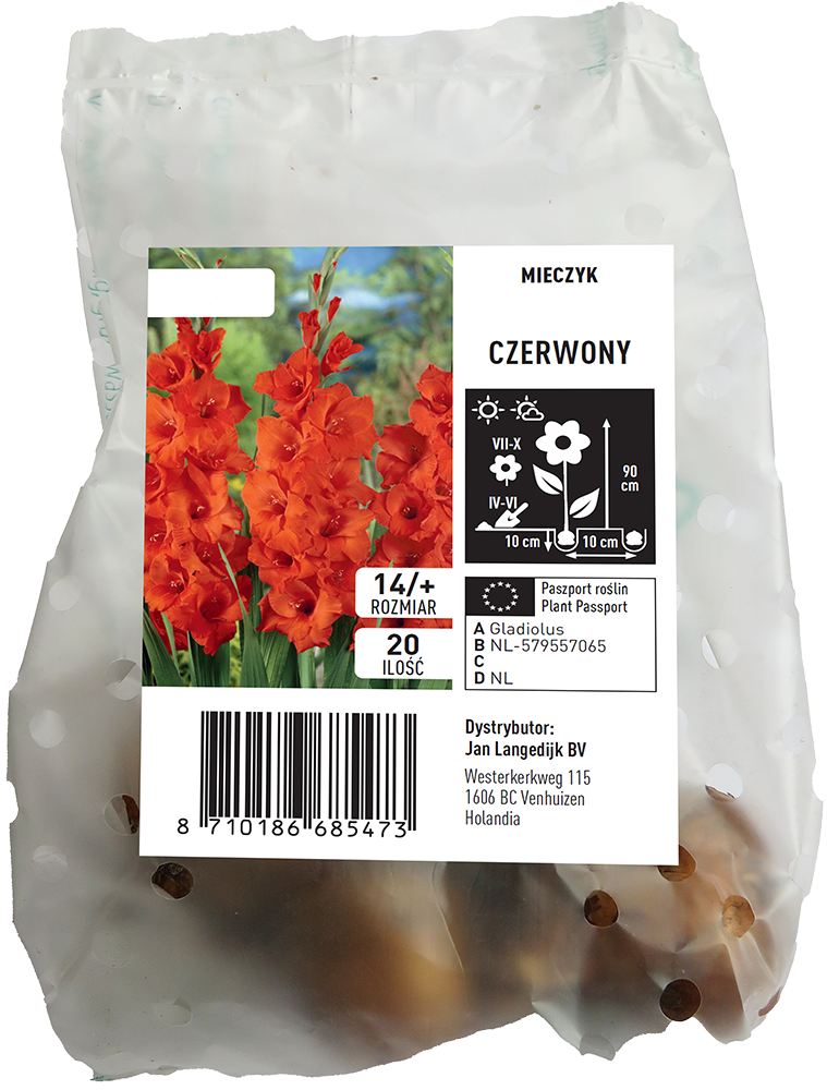 Cebula kwiatowa Mieczyk Czerwony 20szt widok 1