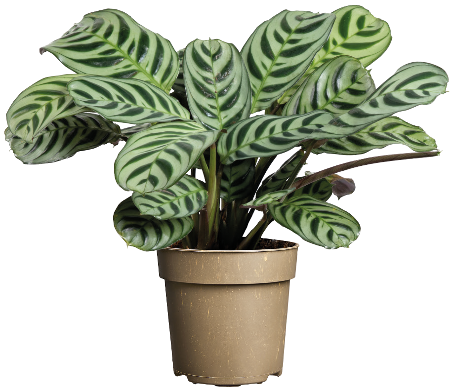 Kwiat Calathea don 11cm szt widok 1
