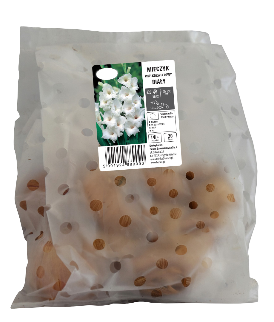 Cebula kwiatowa Mieczyk wielkokwiatowy biały 20szt widok 1