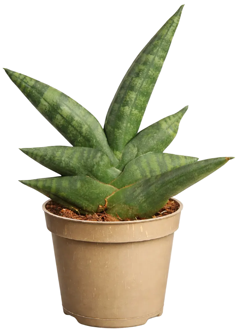 Kwiat Sanseveria don 6cm szt widok główny 