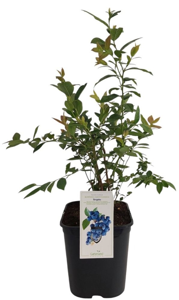 Krzew Borówka don C6 szt widok 1