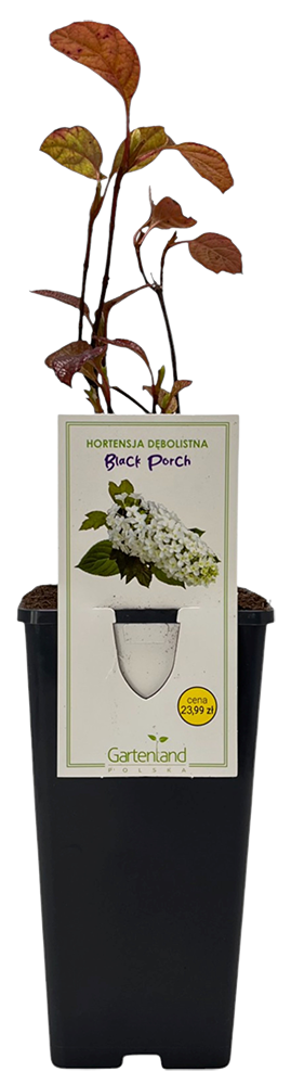 Krzew Hortensja dębolistna black porch don C2 szt widok 1