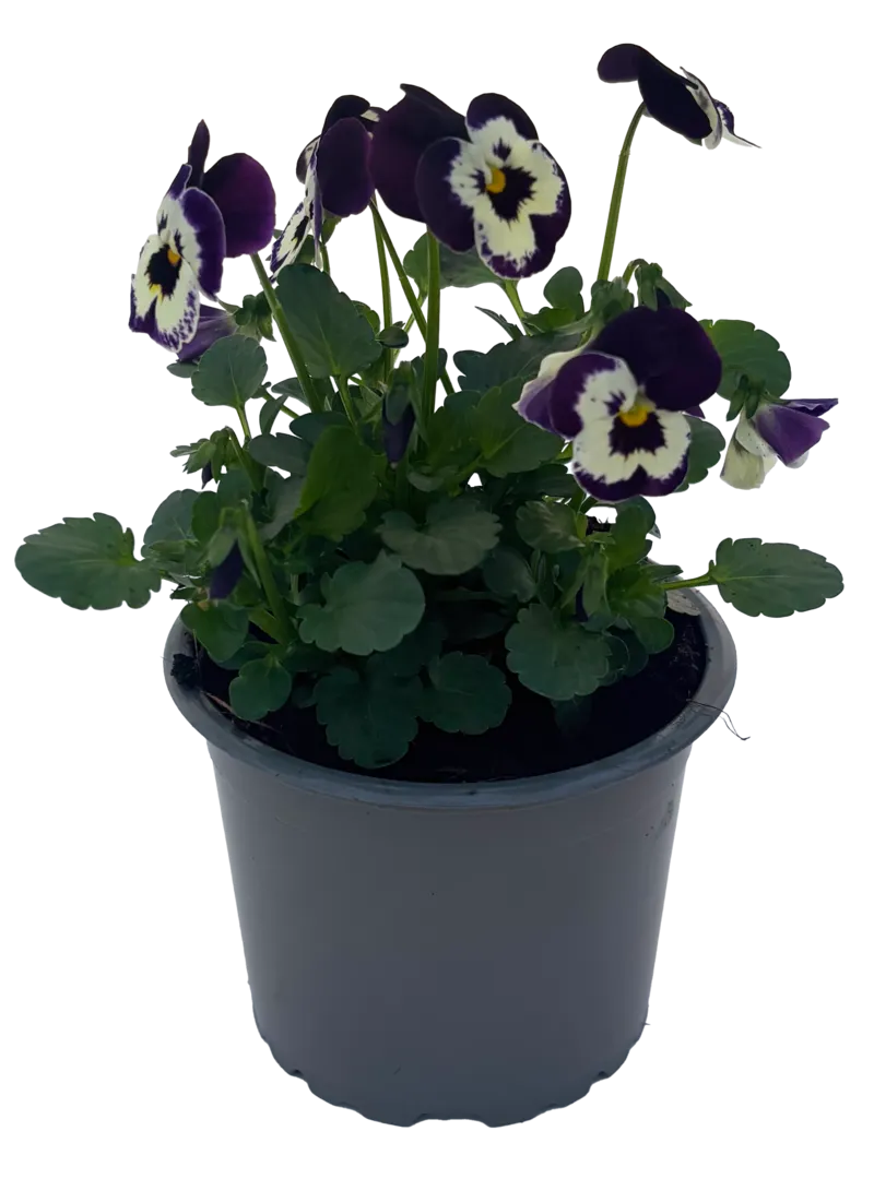 Kwiat Bratek drobnokwiatowy don 9cm szt widok 1