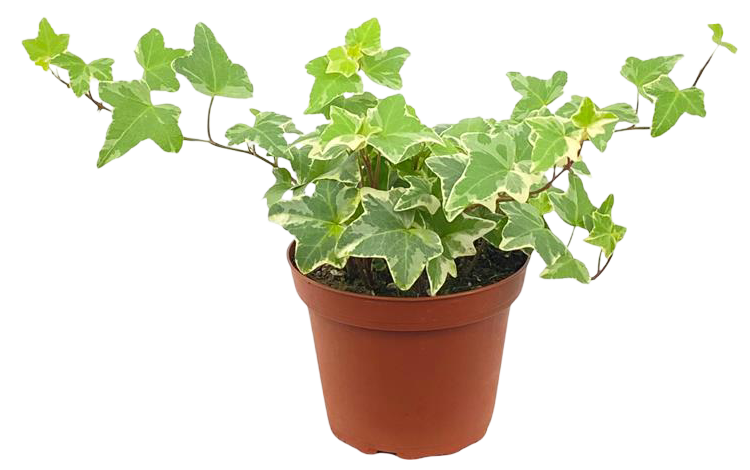 Kwiat Hedera don 9cm szt. mix widok główny 