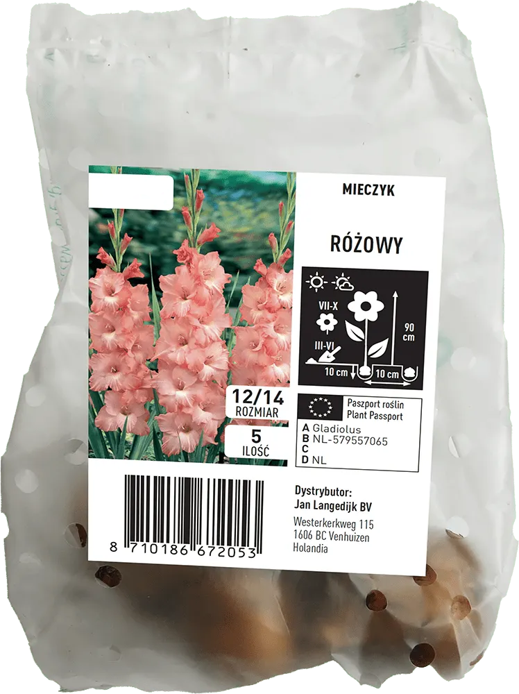 Cebula kwiatowa Mieczyk różowy 5szt widok 1