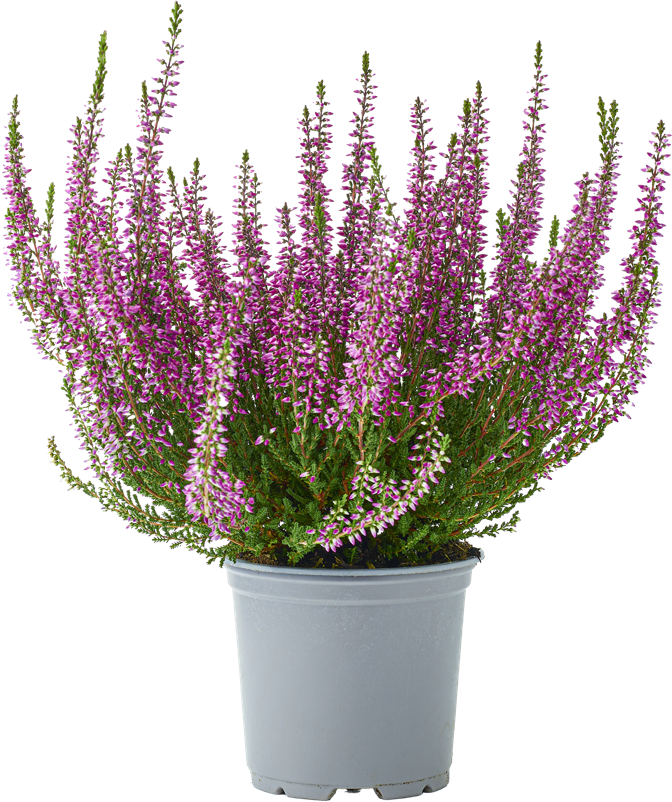 Kwiat Wrzos Garden Girls don 11cm szt widok 1