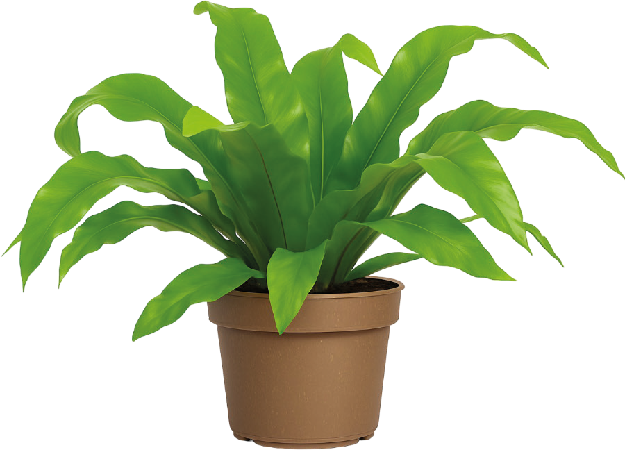 Kwiat Asplenium don 11cm szt widok 1