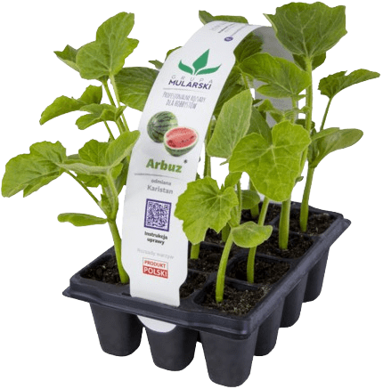 Rozsada Arbuz 10-pak szt widok 1