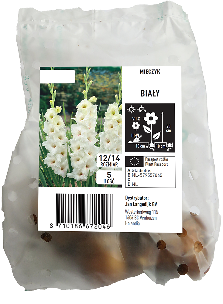 Cebula kwiatowa Mieczyk biały 5szt widok 1
