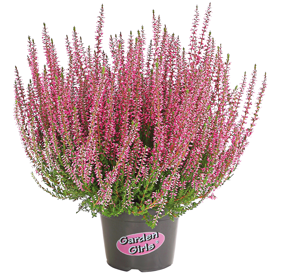 Kwiat Wrzos Garden Girls don 11cm szt widok główny 