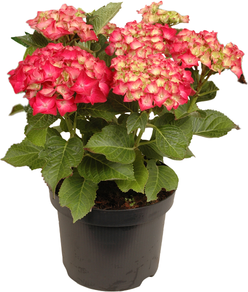 Krzew Hortensja don 23cm szt. widok główny