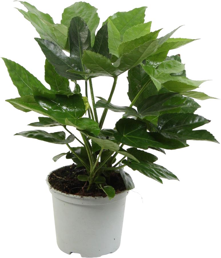 Kwiat Fatsia don 12cm szt widok 1