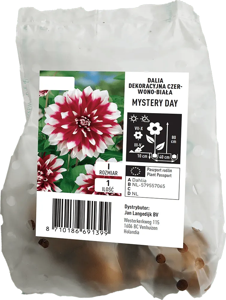 Cebula kwiatowa Dalia Mystery Day szt widok 1