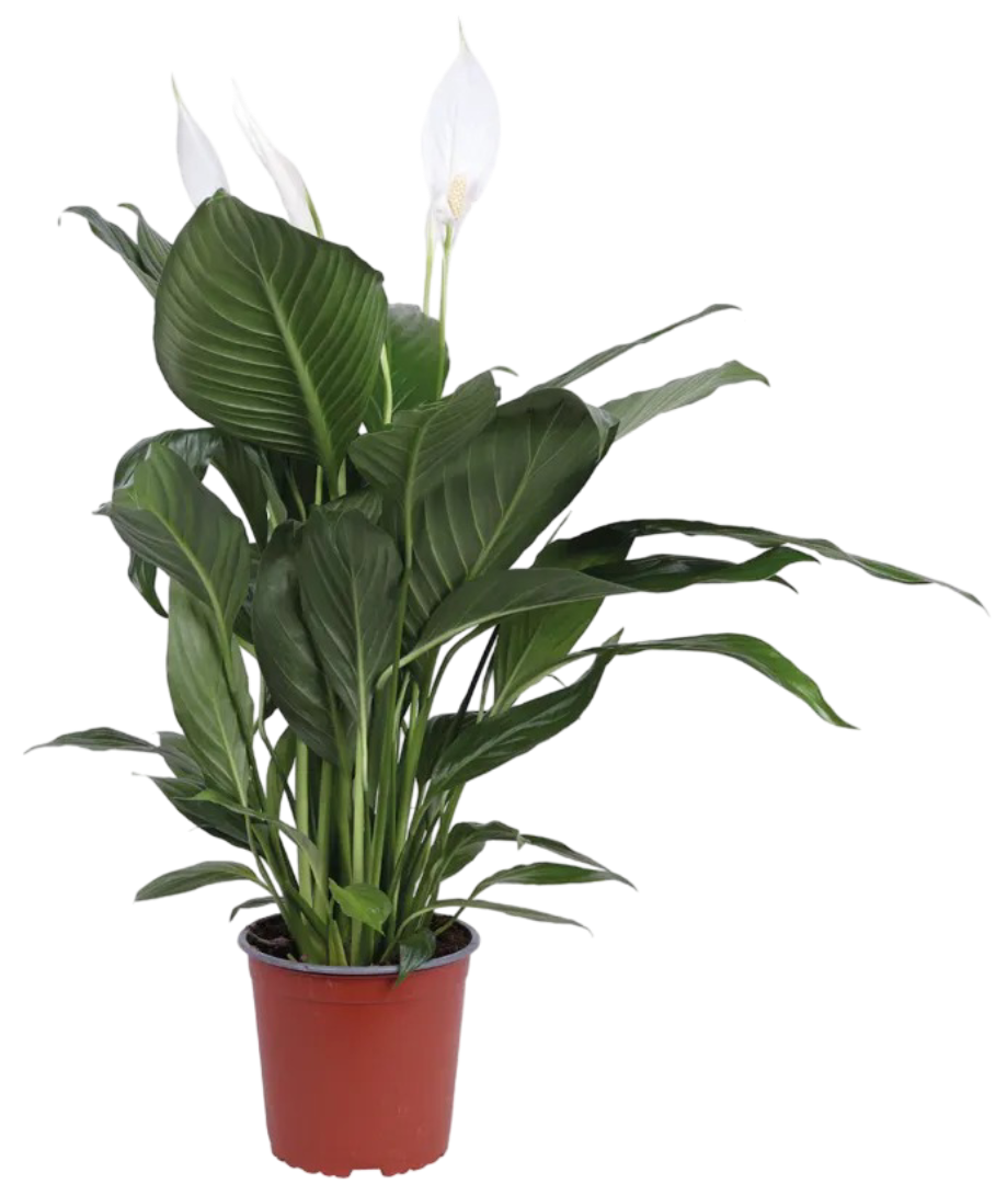 Kwiat Rośliny zielone don 17cm szt widok główny 