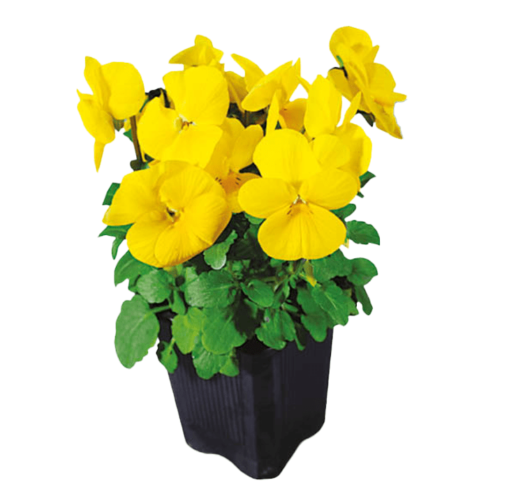 Kwiat Bratek wielkokwiatowy don 9cm szt widok 2